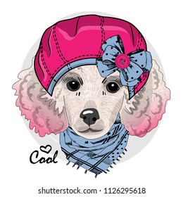 Vector white poodle with pink beret and blue scarf. Hand drawn illustration of dressed dog.