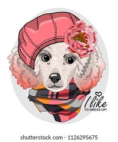 Vector White Poodle With Pink Beret, Flower And Pink Scarf. Hand Drawn Illustration Of Dressed Dog.