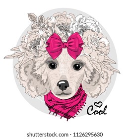 Vector white poodle with wreath and pink scarf. Hand drawn illustration of dressed dog.