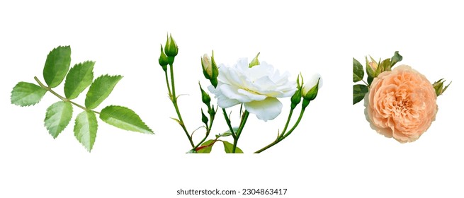 Vector white rose and green leaf elements set on white background for floral decoration.