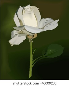 Vector white rose, vector illustration