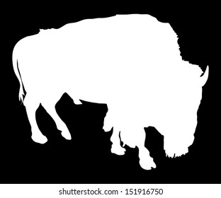 Vector white silhouette of the Buffalo isolated on black background.