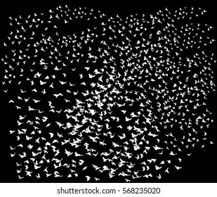 vector, white silhouette flying birds on a black background, a lot of