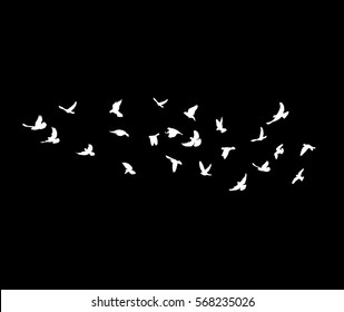 vector, white silhouette flying birds on a black background