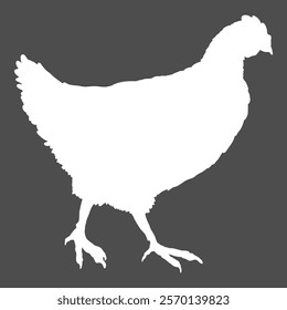 Vector White Silhouette of Hen. Poultry Illustration