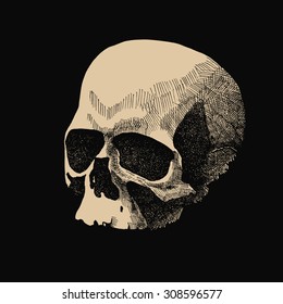 Vector white skull in grunge design style