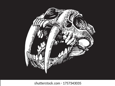 Vector white skull saber  toothed tiger isolated black  graphical  engraved illustration smilodon