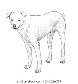 The vector of white slim dog
