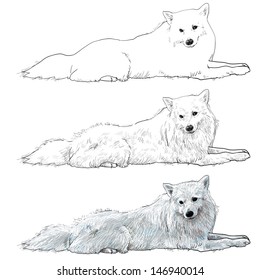 The vector of white slim dog mix from spitz and pomeranian