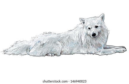 The vector of white slim dog mix from spitz and pomeranian