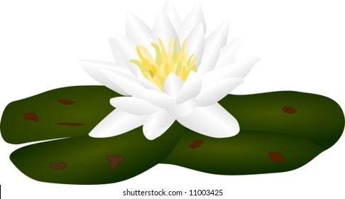 vector - White Water lilly nymphaea