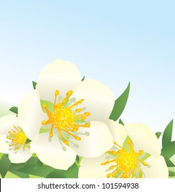 vector white wild roses flowers on blue sky background