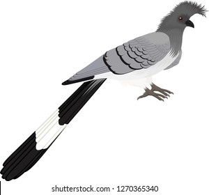 vector White-bellied go-away-bird isolated on white