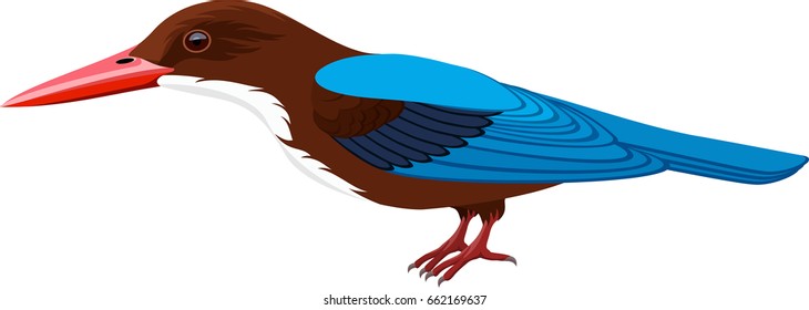 vector white-throated kingfisher
