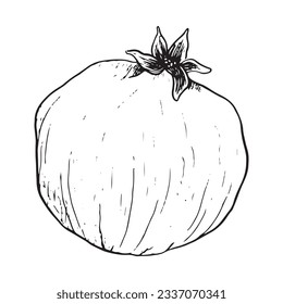 Vector whole pomegranate black and white illustration for Rosh Hashanah. Symbolic fruit hand draw botanical ink art for Jewish New year designs and stickers