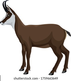 vector wild animal chamois illustration