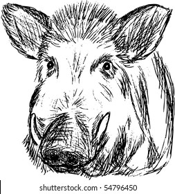 Wild Boar Drawing Hd Stock Images Shutterstock