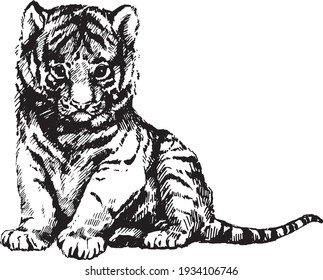 vector wild cats graphic illustration kitten tiger cub