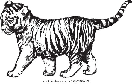 vector wild cats graphic illustration kitten tiger cub