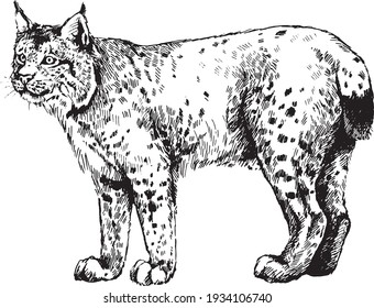 vector wild cats lynx graphic illustration