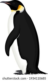 vector wild Emperor penguin illustration