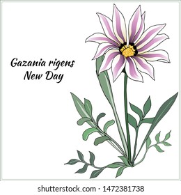 Vector wild flower on a white background. African Daisy, Gazania rigens. Vector illustration.