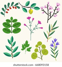 Vector wild and garden plants collection