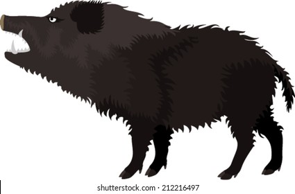 vector Wild pig boar hog
