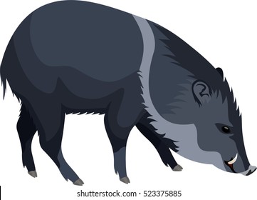 vector wild pig peccary