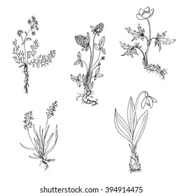 vector wild plants with roots, ink drawing herbs, hand drawn  illustration