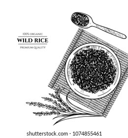 Vector wild rice hand drawn sketch .  Sketch vector  illustration. Vintage style