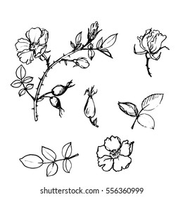 vector wild rose branches with flowers, berries and leaves, isolated hand drawn element