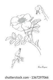 Vector wild rose flower illustration. Isolated botanical draw. Black and white line art.