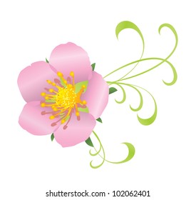 vector wild rose pink flower with floral decor isolated on white