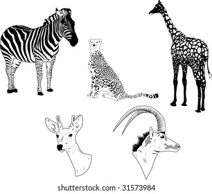 Vector of wild savanna animals