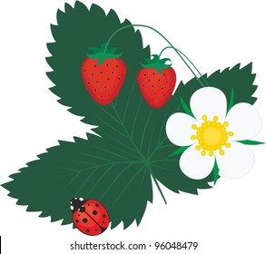 Vector wild strawberry plant with flowers and red berry on white background