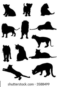 vector wildcats