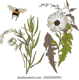 Vector wildflower compositions with daisy, abstract tiny leaves, dandelion leaf, bumblebee, hand painted decorative floral arrangements for greeting cards, wedding invitations