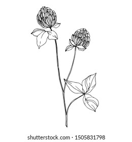 Vector wildflower floral botanical flowers. Wild spring leaf wildflower isolated. Black and white engraved ink art. Isolated wildflowers illustration element.