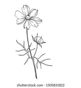 Vector wildflower floral botanical flowers. Wild spring leaf wildflower isolated. Black and white engraved ink art. Isolated wildflowers illustration element.