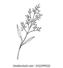 Vector Wildflower floral botanical flowers. Wild spring leaf wildflower isolated. Black and white engraved ink art. Isolated flower illustration element.
