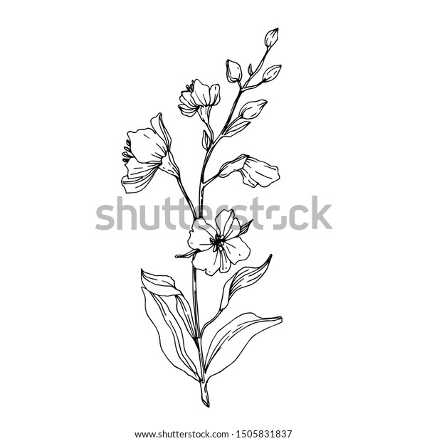ベクター野草花の植物花 野春の葉やま草 白黒の刻印インキ 分離型フラワーイラストエレメント のベクター画像素材 ロイヤリティフリー