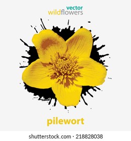 Vector wildflower, pile wort background illustration