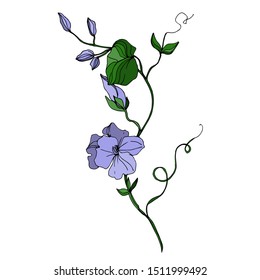 Vector Wildflowers floral botanical flowers. Wild spring leaf wildflower isolated. Black and white engraved ink art. Isolated flower illustration element on white background.