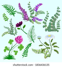 Vector wildflowers set. Decorative botanical elements. Clover, chamomile, leaves, grass.