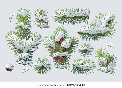 vector Winter evergreen pine tree set. Snowy forest pine needles, pine cone. Natural design elements. Cute plant. Wild handdrawn christmas, xmas, new year, branches collection isolated on background
