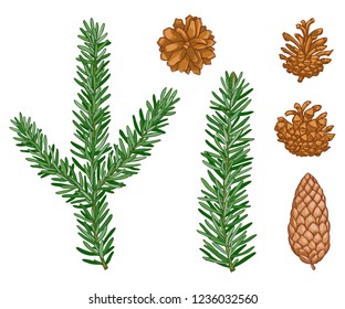 vector Winter evergreen pine tree set. Forest pine needles, pine cone. Natural design elements. Cute plant. Wild handdrawn christmas collection isolated on white background.