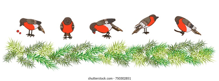 Vector winter festive design with birds and Christmas tree branches. Set of colorful bullfinches isolated on white background. Christmas and New Year themed illustration.