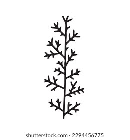 Vector winter herb doodle illustration