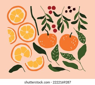 Vector winter oranges and leaves illustrations. Hand painted oranges, mistletoe leaves and berries. Cozy cute flat Christmas icons